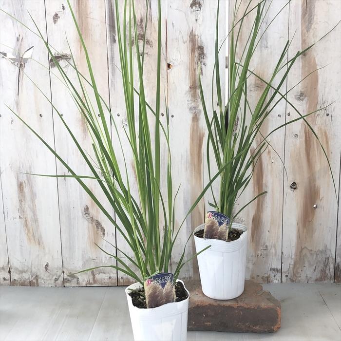 パンパスグラス 苗 大株 ③ 大苗 観葉植物 ガーデニング 苗木 多年草