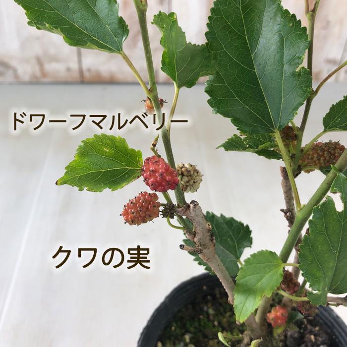 日本花キ流通 ドワーフマルベリー 苗 10.5cmポット マルベリー 日本花キ流通 ドワーフマルベリー 苗 10.5cmポット マルベリー