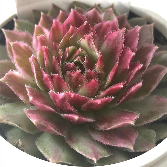 日本花キ流通 多肉植物 caセンペルビウム ギャラクシースター 登録品種