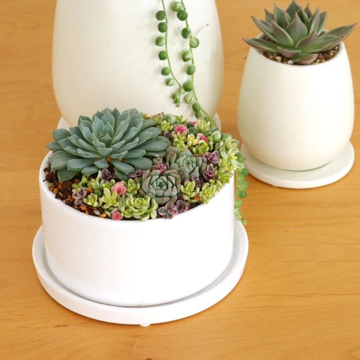 花模様の金属製皿 直径約10cm 木箱入り オールド香蘭社 金襴手花輪皿 色絵鉢 菓子器 飾り皿 金直し 直径