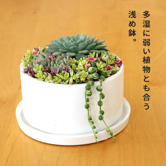 お皿　銘有り　共箱付き。。。 Yahoo!オークション -「今右衛門 銘々」の落札相場・落札価格