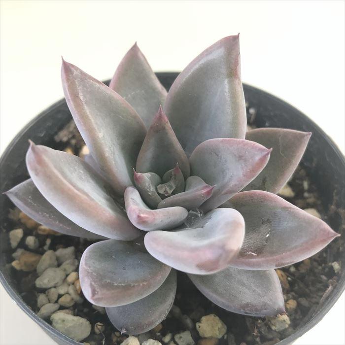 日本花キ流通 多肉植物 skエケベリア トレモロ 多肉植物 エケベリア