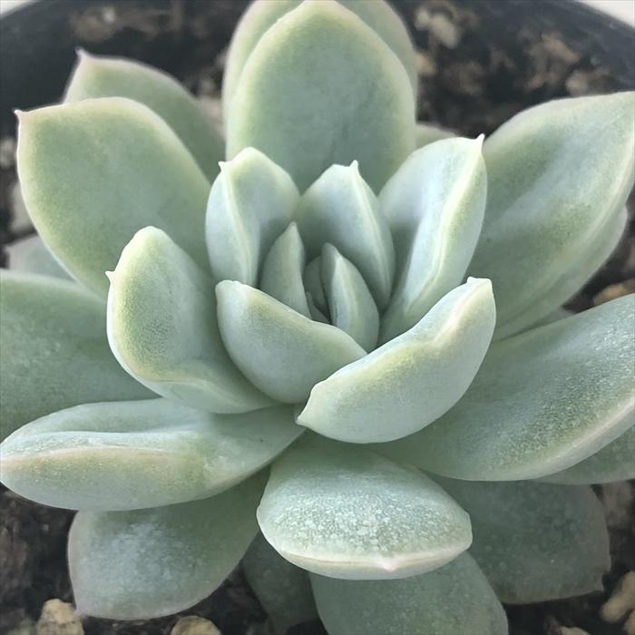 日本花キ流通 多肉植物 skエケベリア カリビアンブルー（ローラ