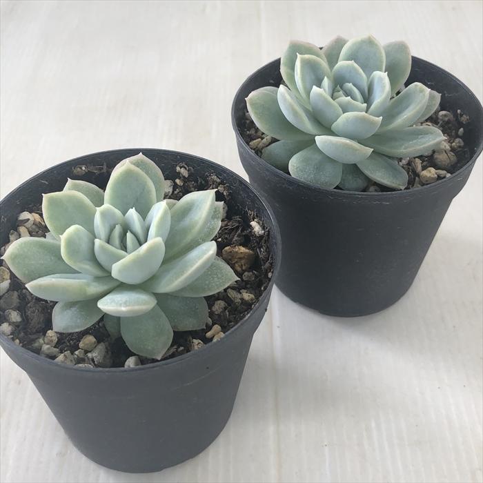 日本花キ流通 多肉植物 skエケベリア カリビアンブルー（ローラ