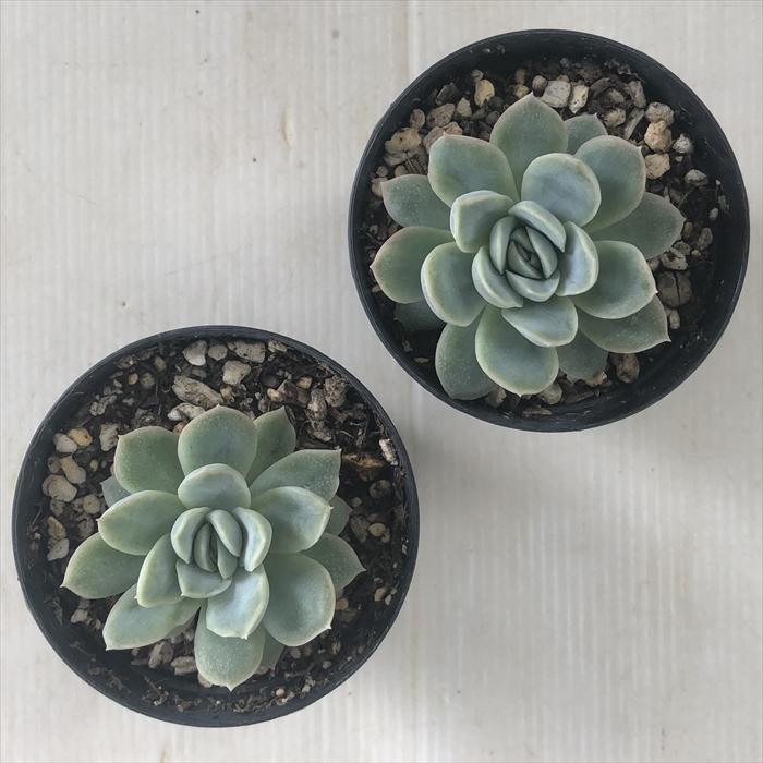 日本花キ流通 多肉植物 skエケベリア カリビアンブルー（ローラ