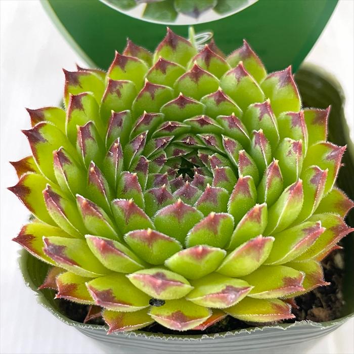 日本花キ流通 多肉植物 shセンペルビウム アップルティーニ 7.5 日本花キ流通 多肉植物 shセンペルビウム アップルティーニ 7.5