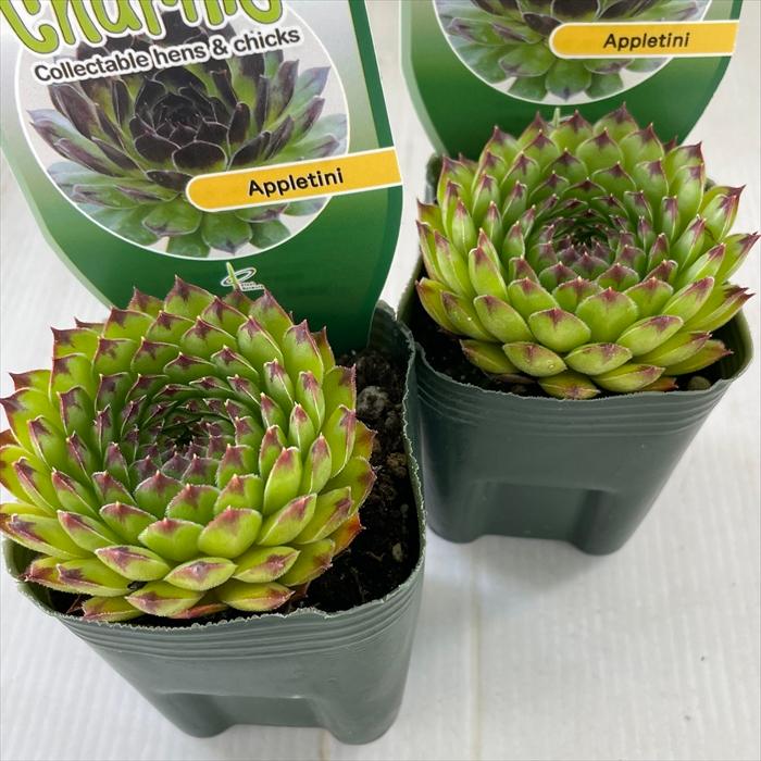 日本花キ流通 多肉植物 shセンペルビウム アップルティーニ 7.5 日本花キ流通 多肉植物 shセンペルビウム アップルティーニ 7.5