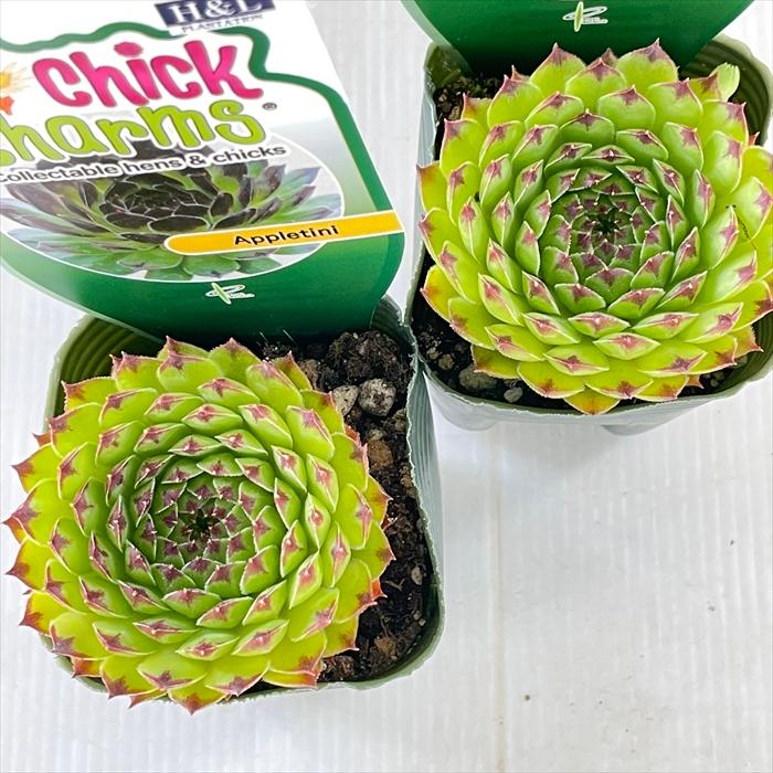 日本花キ流通 多肉植物 shセンペルビウム アップルティーニ 7.5 日本花キ流通 多肉植物 shセンペルビウム アップルティーニ 7.5