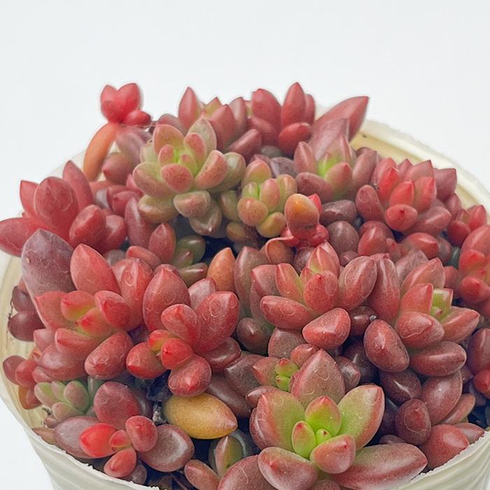 日本花キ流通 多肉植物 sbグラプトペタルム ばらまきトップ 日本花キ流通 多肉植物 sbグラプトペタルム ばらまきトップ