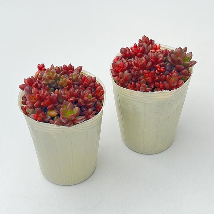 日本花キ流通 多肉植物 sbグラプトペタルム ばらまきトップ 日本花キ流通 多肉植物 sbグラプトペタルム ばらまきトップ