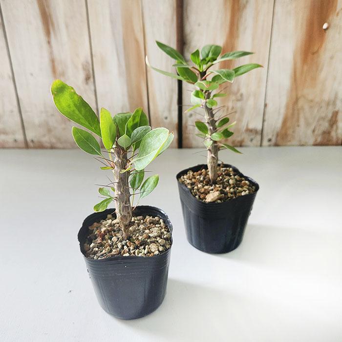日本花キ流通 多肉植物 caフォークイエリア ディグエッティ 7.5cm 