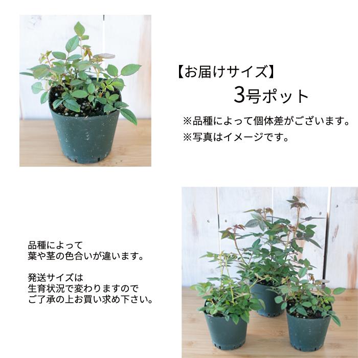 日本花キ流通 予約販売 ミニバラ インプルーブドブルーコルダーナ 3号