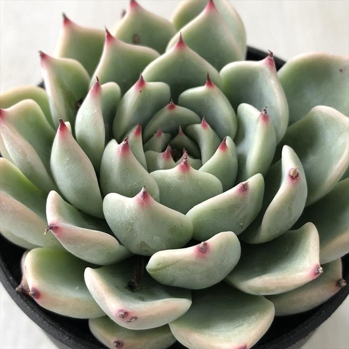 日本花キ流通 多肉植物 hxエケベリア チワワエンシス×ルシンダ