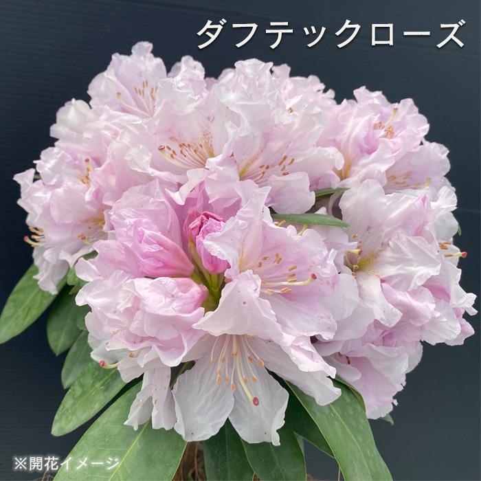 日本花キ流通 シャクナゲ ダフテックローズ 5号鉢 登録品種 開花予定株