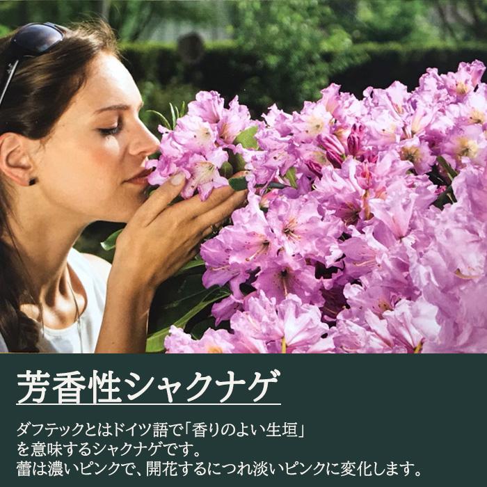 日本花キ流通 シャクナゲ ダフテックローズ 5号鉢 登録品種 開花予定株