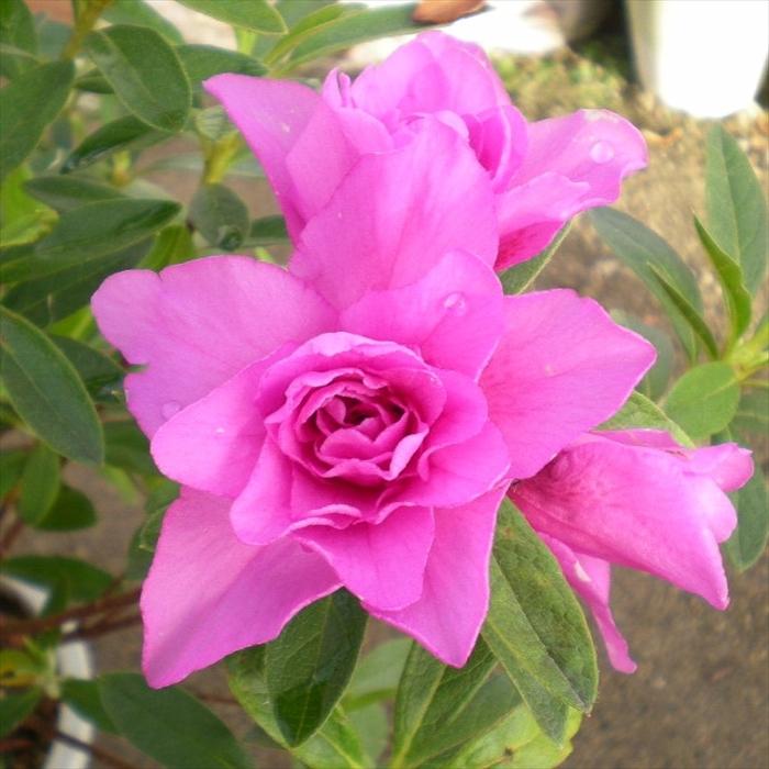 日本花キ流通 ツツジ 千重大紫 12cmポット 開花予定株 つつじ 花苗