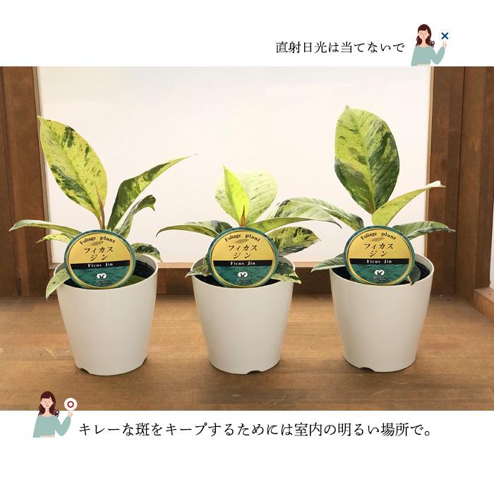日本花キ流通 観葉植物 斑入りフィカス ジン ゴムの木 3.5号鉢 観葉