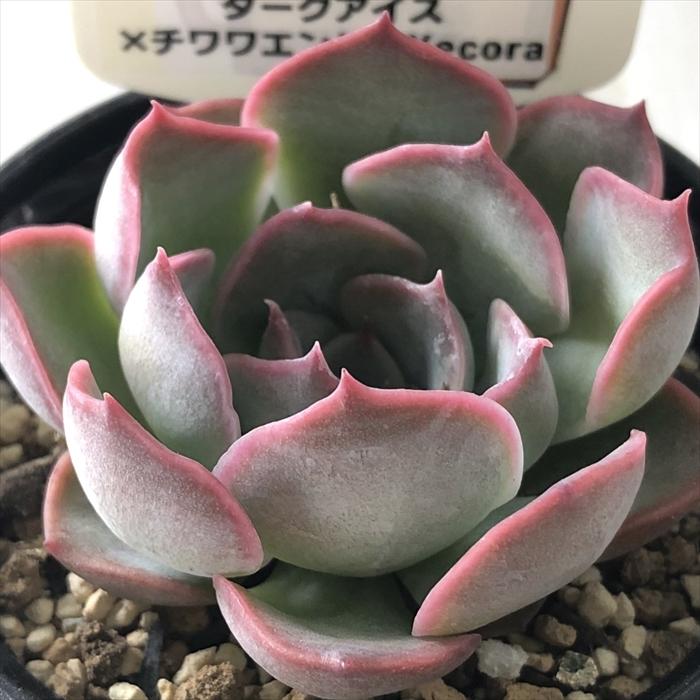 多肉植物 plkエケベリア ダークアイス×チワワエンシスyecora 多肉植物 plkエケベリア ダークアイス×チワワエンシスyecora