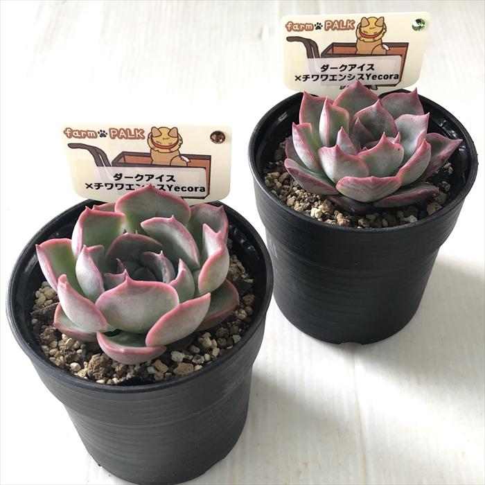 多肉植物 plkエケベリア ダークアイス×チワワエンシスyecora パルク