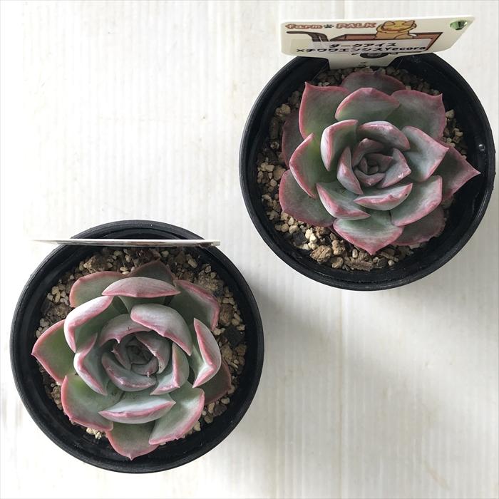 多肉植物 plkエケベリア ダークアイス×チワワエンシスyecora パルク