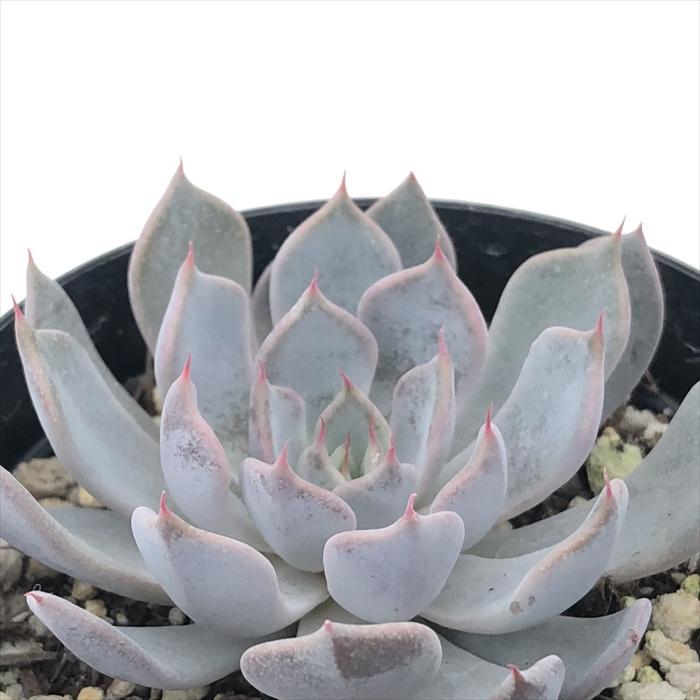 日本花キ流通 多肉植物 skエケベリア グレイローサ エケベリア 日本花キ流通 多肉植物 skエケベリア グレイローサ エケベリア