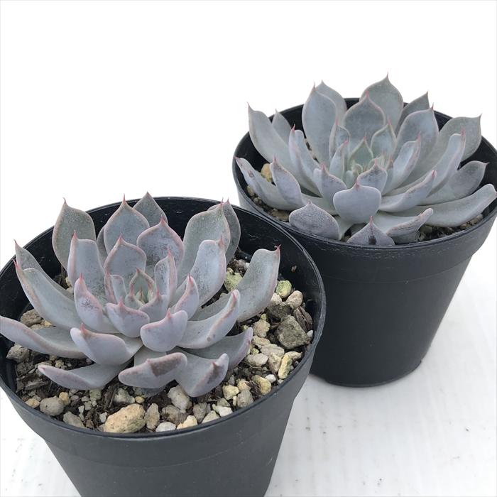 日本花キ流通 多肉植物 skエケベリア グレイローサ エケベリア 日本花キ流通 多肉植物 skエケベリア グレイローサ エケベリア