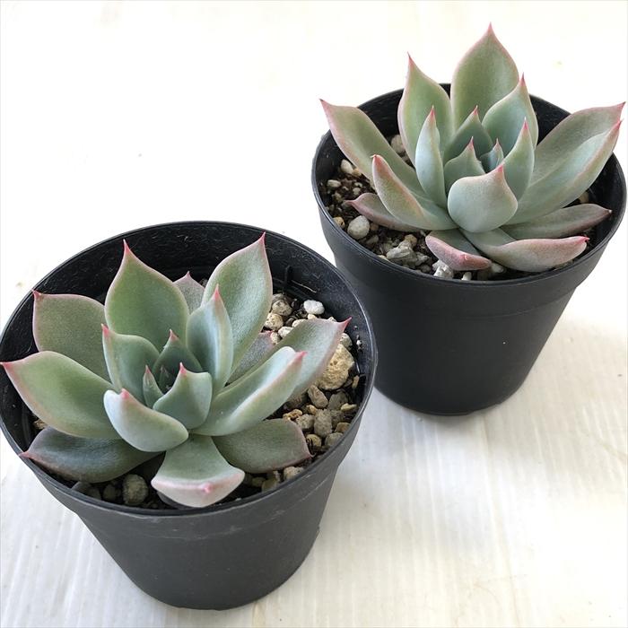 日本花キ流通 多肉植物 skエケベリア コロラータ×クスピダータメン
