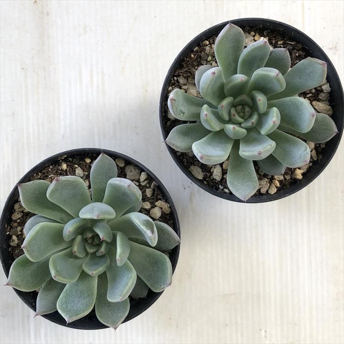 日本花キ流通 多肉植物 skエケベリア リンゼアナ×ザラゴーサ 多肉植物