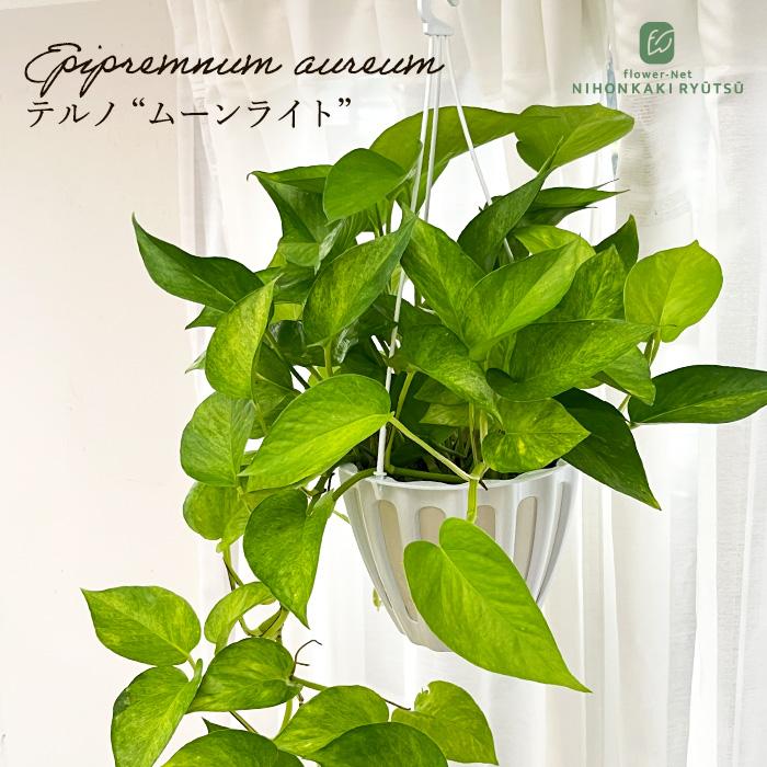 観葉植物 ポトス テルノ No.024 ムーンライト 5号鉢 吊り鉢 吊り