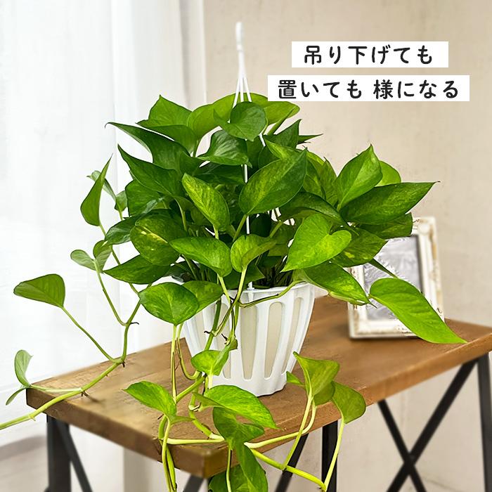 観葉植物 ポトス テルノ No.024 ムーンライト 5号鉢 吊り鉢 吊り下げ