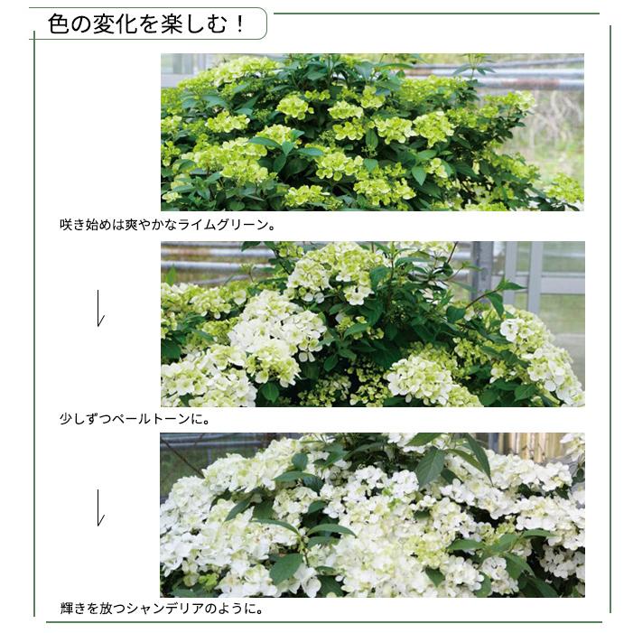日本花キ流通 アジサイ ラグランジア シャンデリーニ 3.5号鉢 ガク