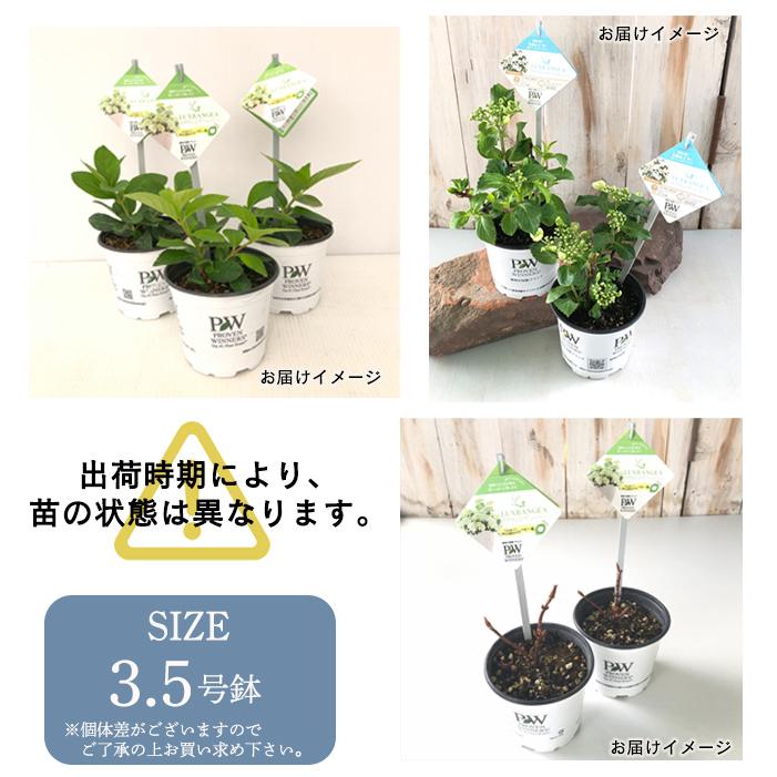 日本花キ流通 アジサイ ラグランジア シャンデリーニ 3.5号鉢 ガク