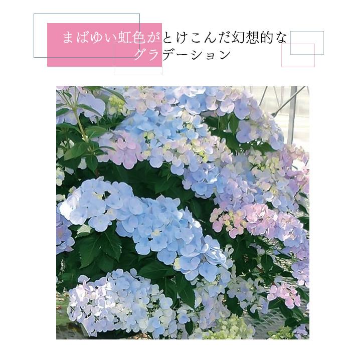 GW特価！2鉢価格！月虹　紫陽花　アジサイ　ハイドランジア　苗　苗木　5.8号鉢 GW特価！2鉢価格！月虹 紫陽花 アジサイ ハイドランジア 苗 苗木