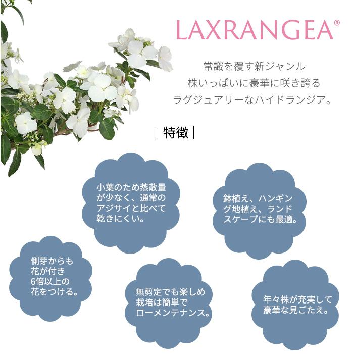 日本花キ流通 予約販売 アジサイ ラグランジア クリスタルヴェール2