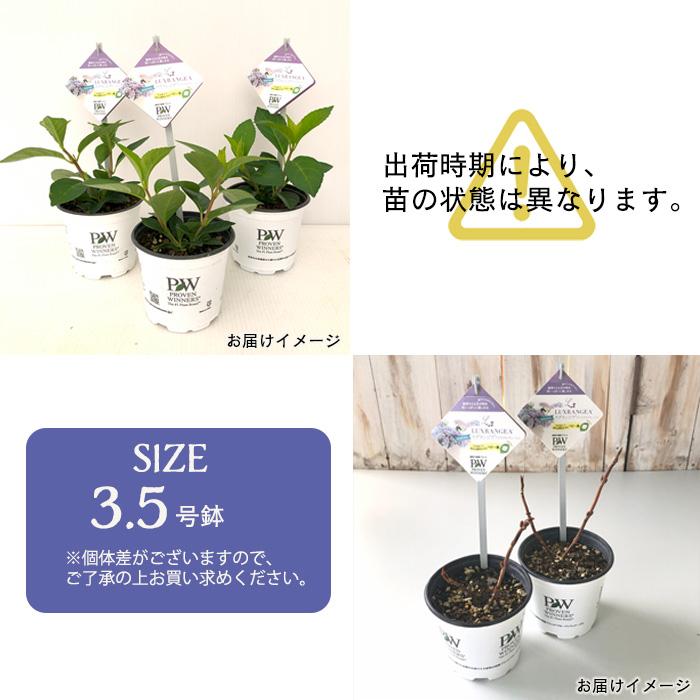 【花苗】5号大苗 PW 正規品 ラグランジア クリスタルヴェール2　現品発送　③ 日本花キ流通 アジサイ ラグランジア クリスタルヴェール2 3.5号鉢