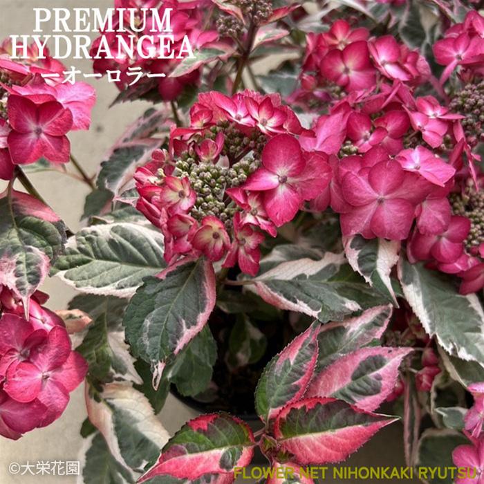 アジサイ カラフルランジア オーロラ 9cmポット 斑入り 大栄花園