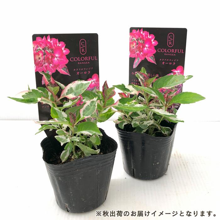 予約販売 アジサイ カラフルランジア オーロラ 7.5cmポット 斑入り
