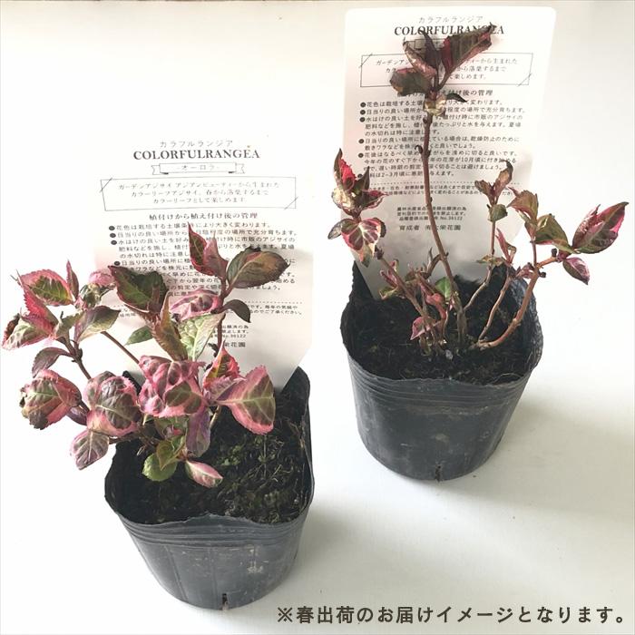 予約販売 アジサイ カラフルランジア オーロラ 7.5cmポット 斑入り