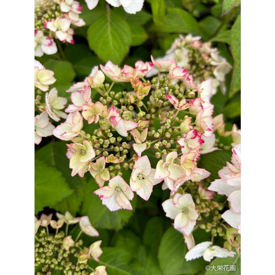 アジサイ カラフルランジア インカ 9cmポット 斑入り 大栄花園