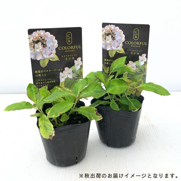 予約販売 アジサイ カラフルランジア インカ 9cmポット 斑入り 大栄
