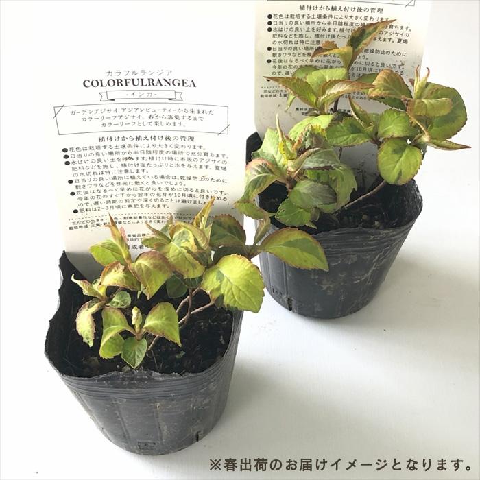 予約販売 アジサイ カラフルランジア インカ 7.5cmポット 斑入り 大栄