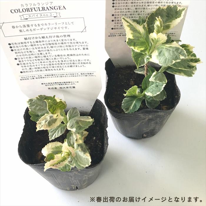 予約販売 アジサイ カラフルランジア スパイスno.2 9cmポット