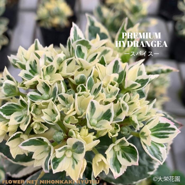 予約販売 アジサイ カラフルランジア スパイスno.1 7.5cmポット 斑入り