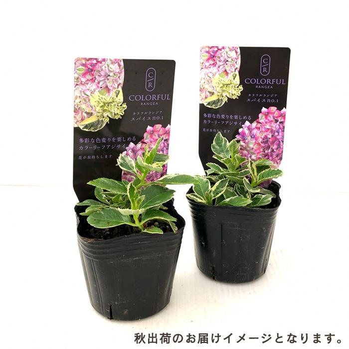 予約販売 アジサイ カラフルランジア スパイスno.1 7.5cmポット 斑入り