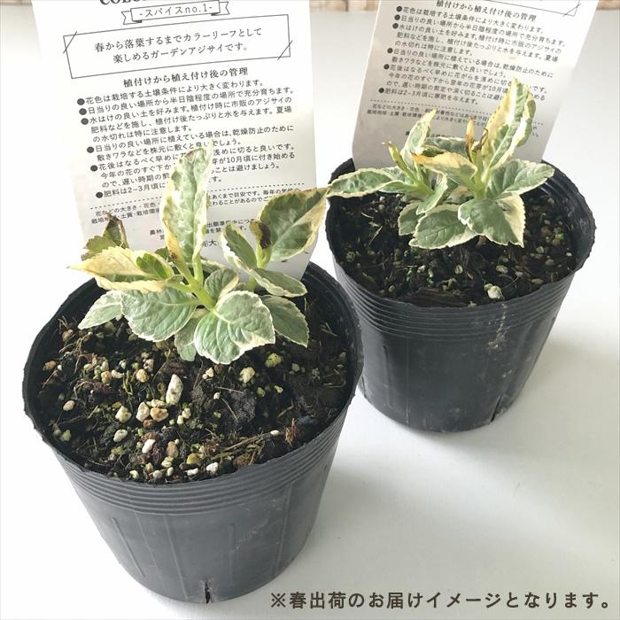 予約販売 アジサイ カラフルランジア スパイスno.1 7.5cmポット 斑入り