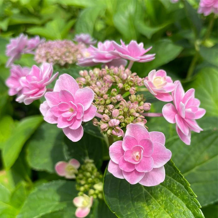 あじさい苗　雨に唄えば　挿し木苗　紫陽花苗　アジサイ苗 予約販売 アジサイ 雨に唄えば 7.5cmポット 加茂 KAMO