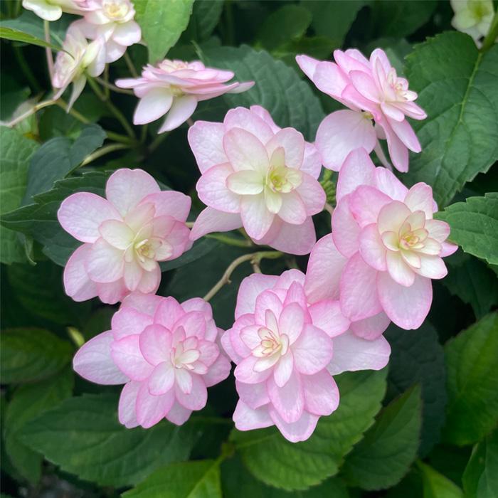 予約販売 アジサイ 小菊 7.5cmポット 加茂 KAMOセレクション