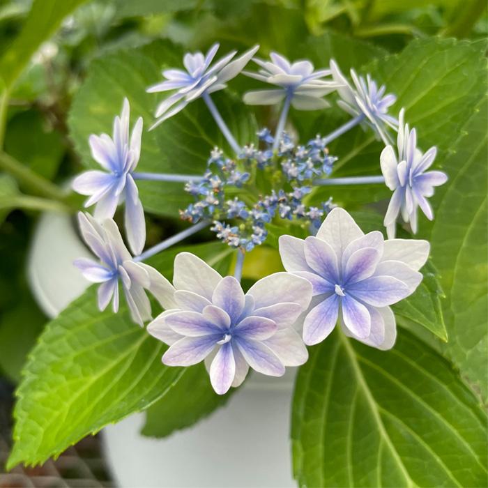 まもなく締め切り】 予約販売 アジサイ 流れ星 7.5cmポット 加茂