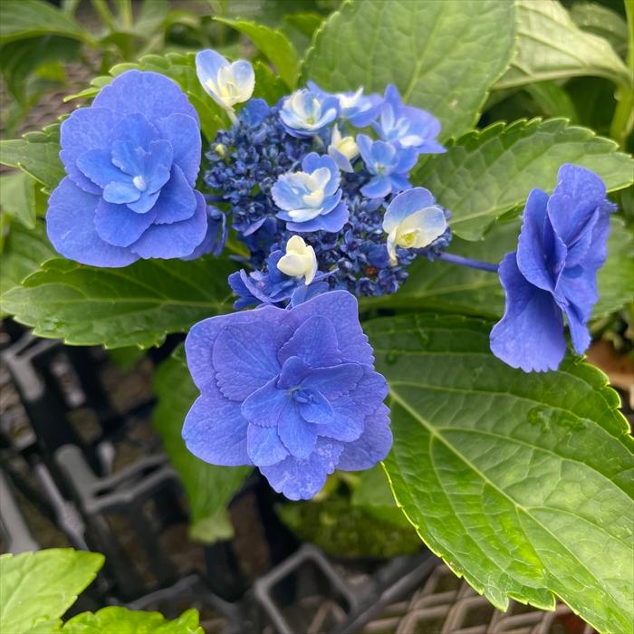 向付 5客 朝顔型 染付 明治 銘 竜 龍 ドラゴン 美品 向付 5客 朝顔型 染付 明治 銘 竜 龍 ドラゴン 美品 - メルカリ