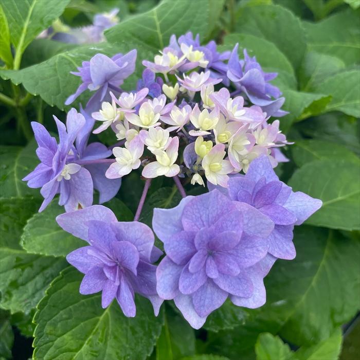 アテモヤ　シャカパイン　鉢植え　花芽あり 新芽と脇芽が次々に出て来た鉢植えのシャガ | Cometのサボテン